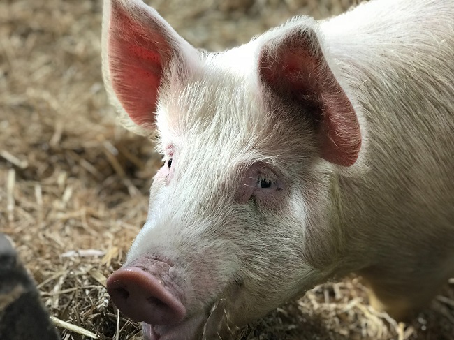 Η Ουκρανία αυξάνει τις εισαγωγές χοιρινού κρέατος